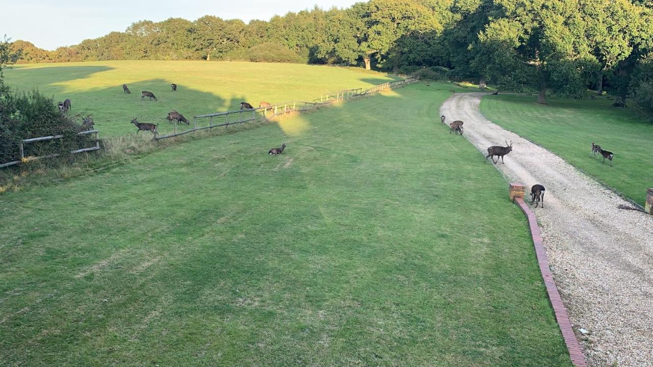 Langton Matravers Yards Brake On 40 Acres Of Private Landヴィラ エクステリア 写真